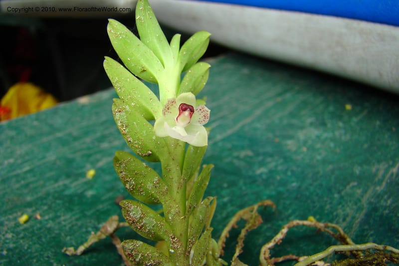 Dichaea, RVasquez34967--Peru. Loreto. Dto. Parinari. Atun Cocha. R. Samiria. 15 Nov 08. 633.jpg