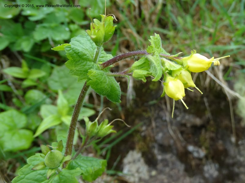 Scrophularia chrysantha, Davidson, C 12494--Georgia (Caucasus). Koslitavi, branch of Merisi Gorge. 11 Jun 2014. DSC08456 (185).JPG