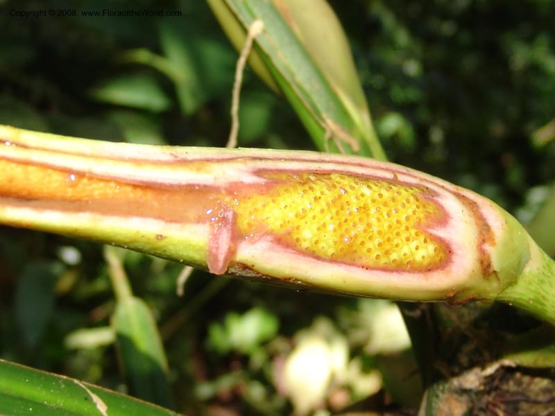 Philodendron, RVasquez33065--Peru. Pillcopata. Qbda Sachavacayoc. 29 Oct 07. 287.jpg