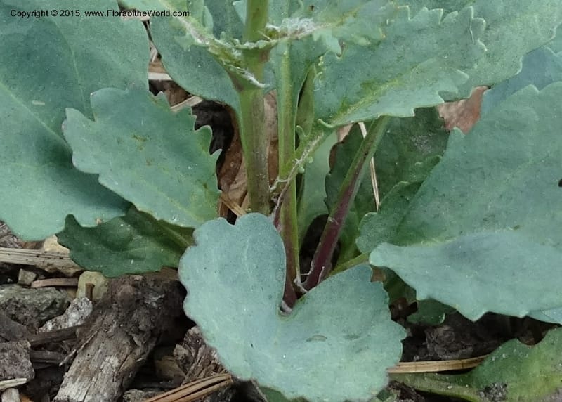 Senecio cymbalarioides, Davidson, C 12633--ID. Idaho Co. Seven Devils Campground. 11 Aug 2014. DSC00412 (100).JPG