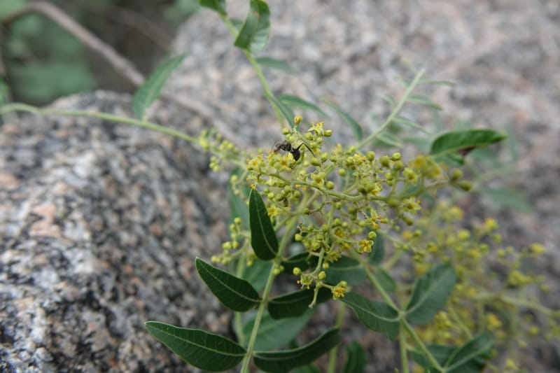 Schinus areira, Fortunato 13200--Argentina. Hwy 150 S of San Augustin. 9 Feb 2018. DSC09845 (52).JPG
