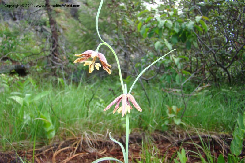 Fritillaria atropurpurea, C. Davidson 11437--Idaho. Valley Co. Payette Lake. Sylvan Beach. 7 June 2009. 032.jpg