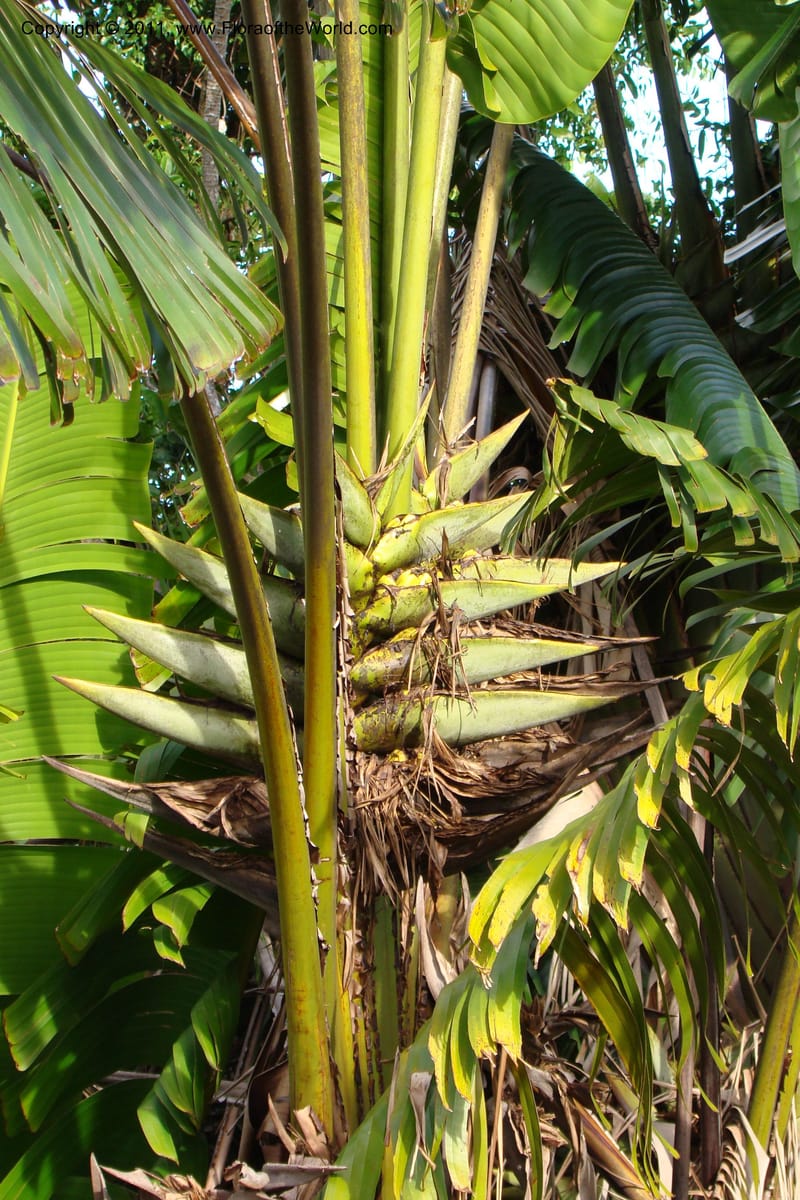 Ravenala madagascariensis, not coll.--Madagascar. Prov. Fianarantsoa. RN 12. 14 Jan 09. 323.jpg