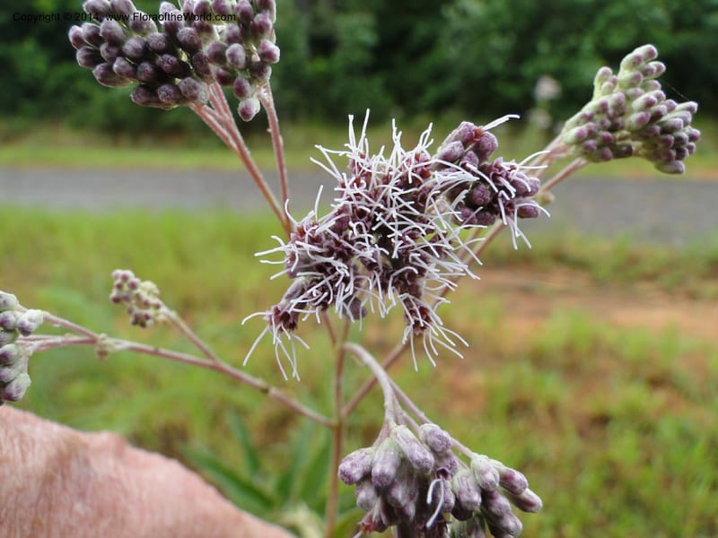 Eupatorium multicrenulatum, Stevens,  W. D 31123, Cerro Cora, 16 Mar 2011 1847 (4).JPG