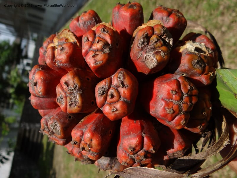 Pandanus odorifer, Callmander 1017--Malaysia, Sarawak. Bako Nat. Park. Beach. 31 Mar 2012. DSC06362 (114).JPG