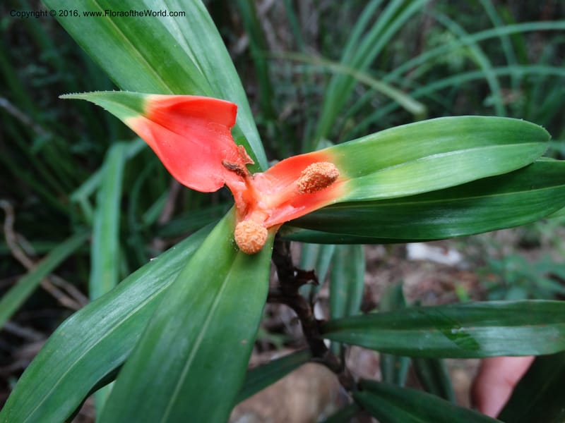 Freycinetia, Davidson, C 12645--Sabah. G. Silam. 1 Oct 2014. DSC00937 (41).JPG