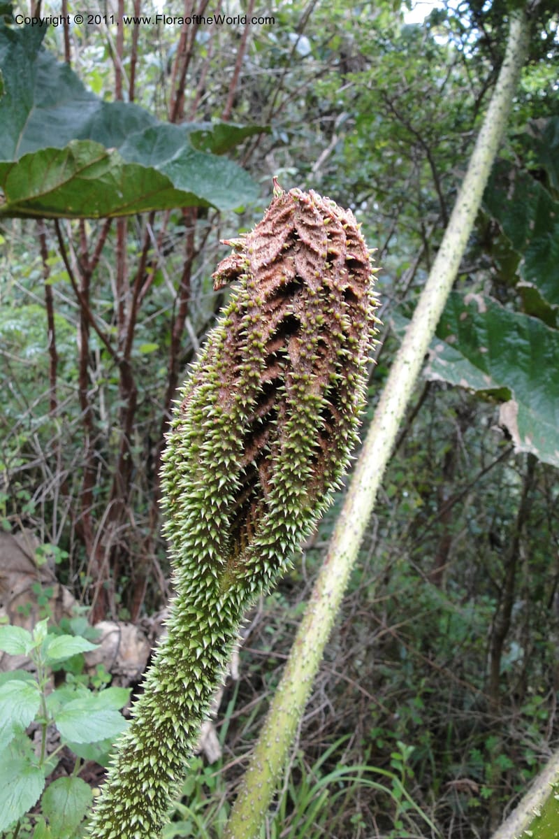 Gunnera brephogea, Ulloa 2180--Ecuador. Pichincha. Reserva Yanacocha. 11 Jun 2011. 311 (13).jpg