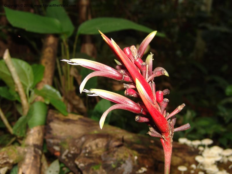 Heliconia, RVasquez32993--Peru. Pillcopata. Qbda Pini Pini. 29 Oct 07. 684.jpg