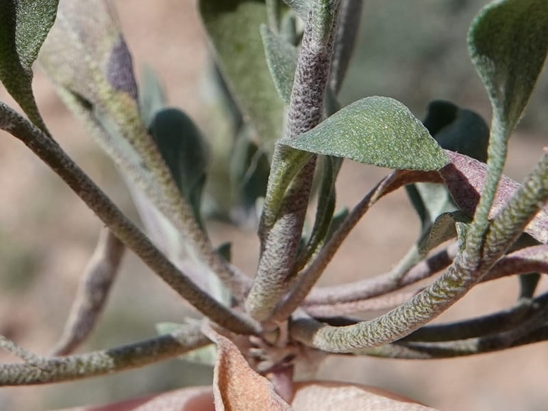 Lesquerella gordonii, C. Davidson 13997--AZ. Cochise Co. Geronimo Trail Rd. 10 Apr 2019. DSC07357 (90).JPG