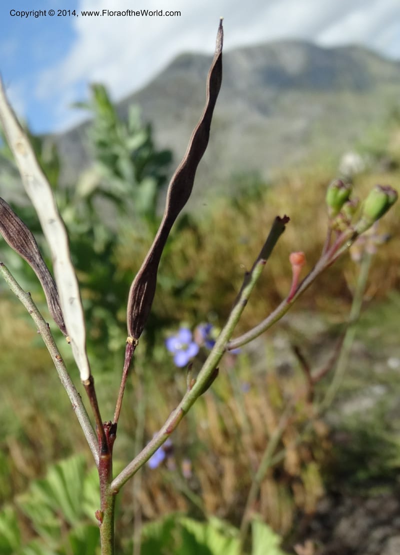 Heliophila, Davidson, C 12320--South Africa. Western Cape. E. side, Fernkloof. 24 Jan 2014. DSC01799 (171).JPG
