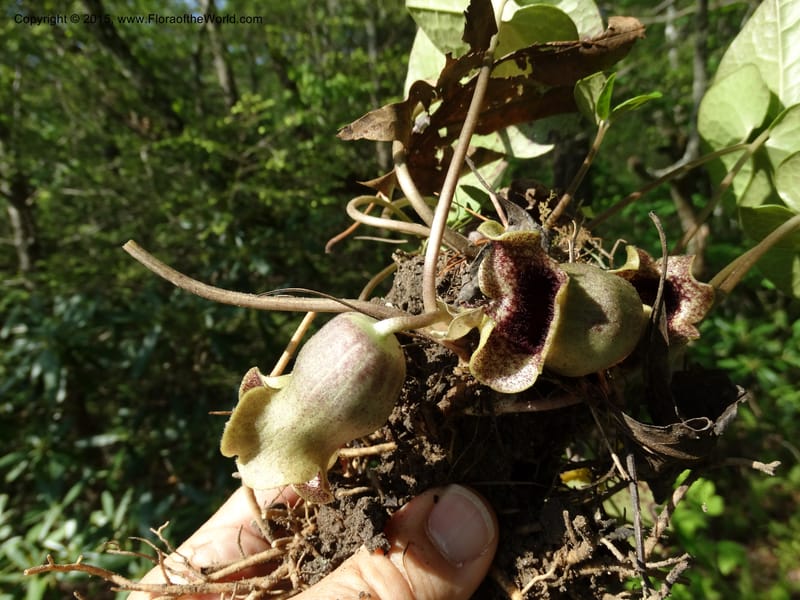 Asarum shuttleworthii, Davidson, C 12948--North Carolina. Trans. Co. W Cradle of For. 11 May 2015. DSC03837 (14).JPG