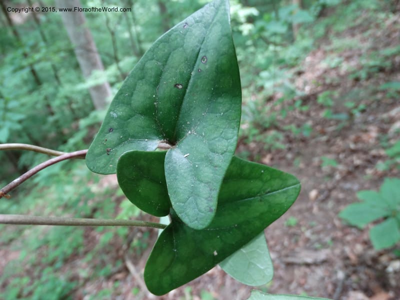 Asarum arifolium, Davidson, C 13035--Georgia. Stephens Co. Panther Cr. 18 May 2015.  (55).JPG