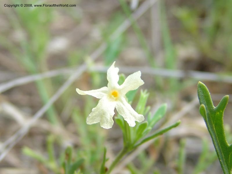 Chascanum pinatifidum--So.Africa. Mpumal. R577 N of Lydenburg. 16 Mch 05. 197.jpg