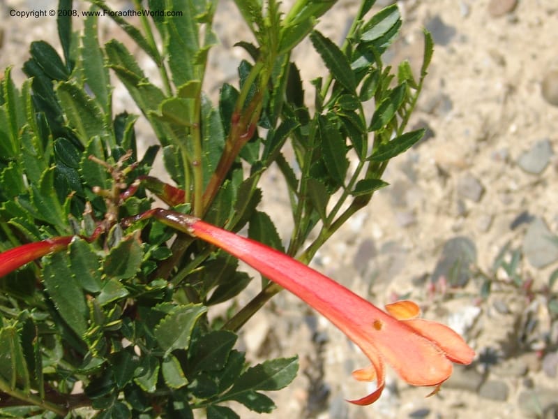 Tecoma arequipensis--Bolivia. La Paz. Send. Aguila. 4 Dec 04. 064.jpg