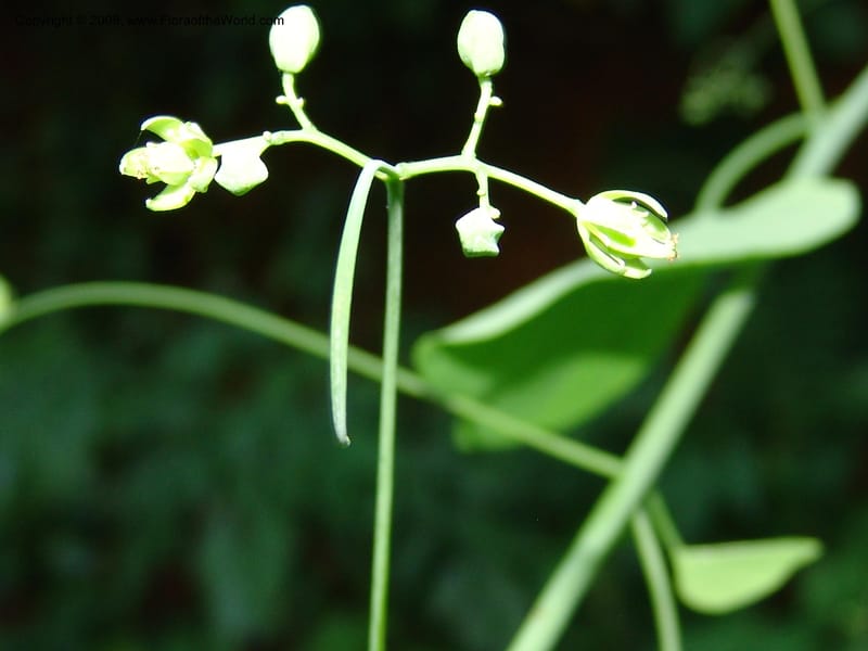 Adenia, WKindeketa2894--Tanz. Mahenge For. Res. 16 Feb 06. 443.jpg