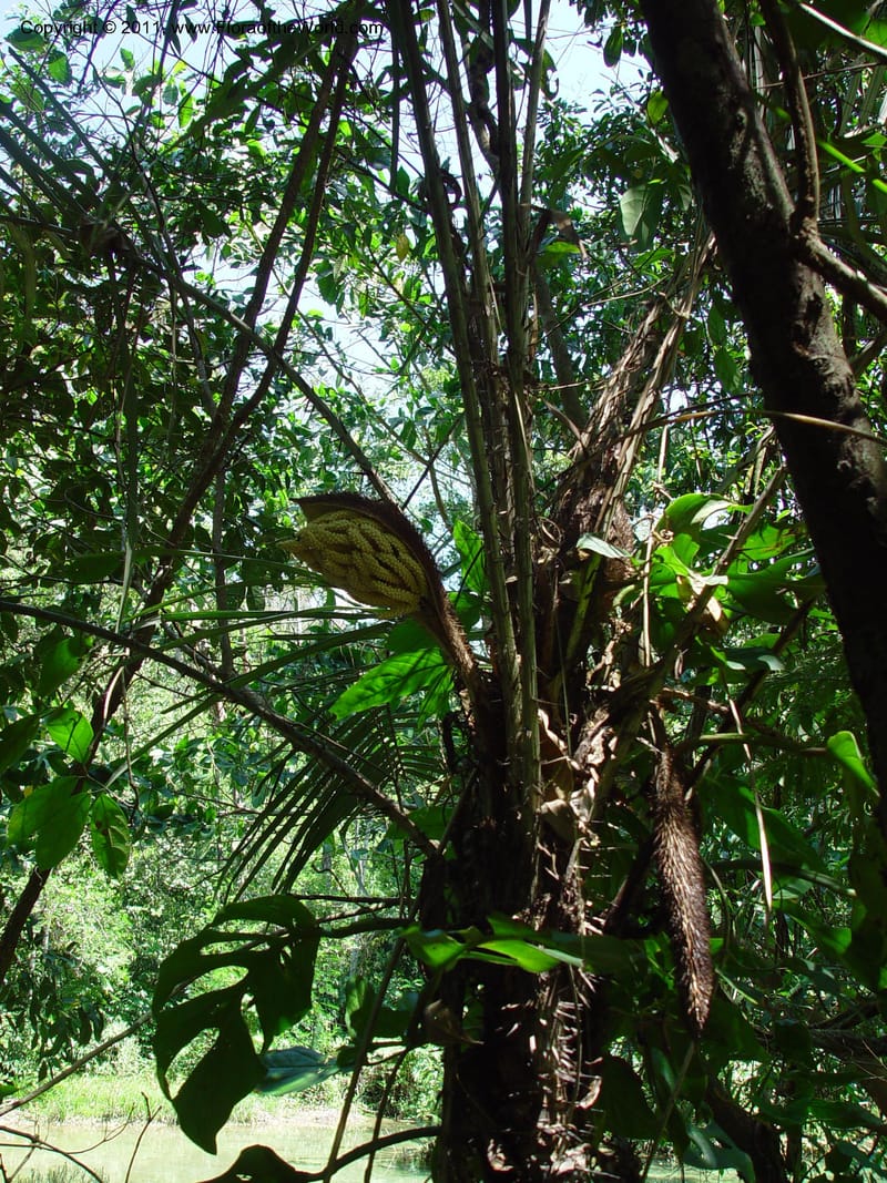 Astrocaryum mexicanum--MX. Chiapas. MX190, Caret. V Suarez a Ocozocuatla.  16 Mch 03.  025.jpg