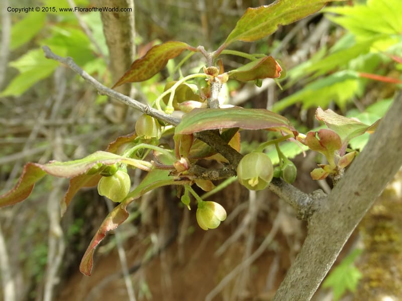 Sabia, Boufford, D 43677--China. Sichuan. GuoBaYan, HanBaiYu Shan. 12 May 2014. DSC05373 (103).JPG