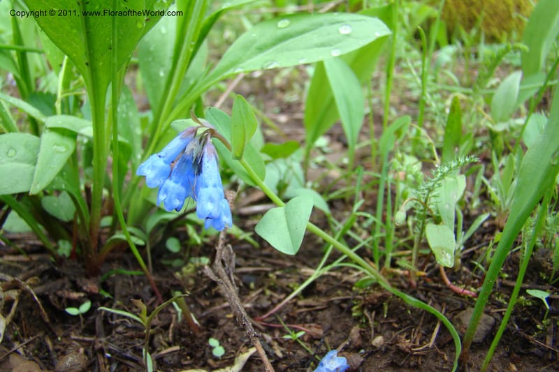 Mertensia longiflora, C. Davidson 11424--Idaho. Adams Co. Smokey Boulder Rd. 6 June 2009. 212.jpg