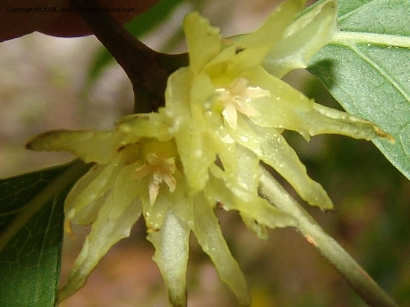 Chimonanthus nitens, 76.0477--CA. UC Berkeley Bot. Garden. 8 Dec 06. 173.jpg