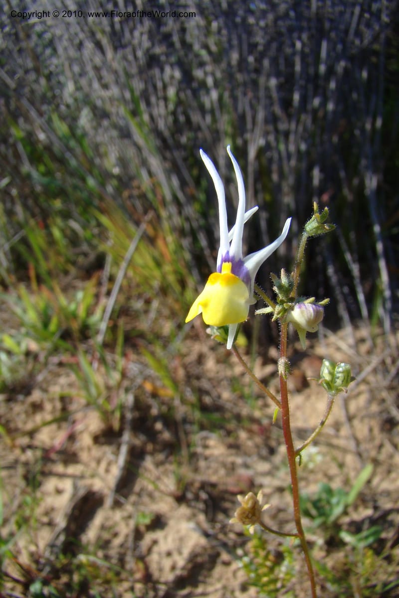 Nemesia cheiranthus, C. Davidson 11523--South Africa. Northern Cape. Papkuilsfontein. 25 Aug 09. 216 (1).jpg