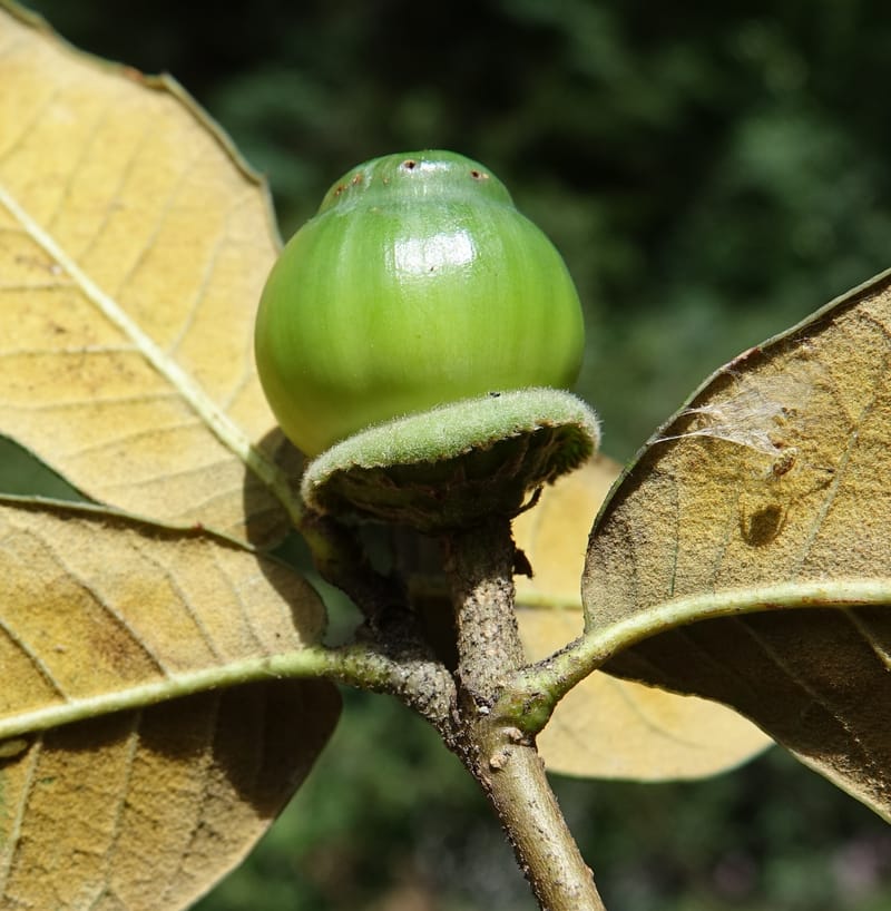 Quercus, C. Davidson 13759--China. Sichuan. Yibailingba-gou. 12 Aug 2017. DSC04660 (398).JPG