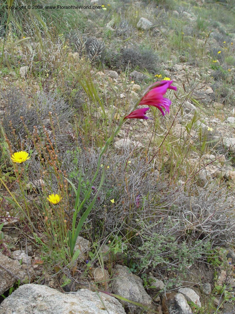 Gladiolus illyricus--Spain. Almeria Prv. Cabo de Gata. Playa de Playazo. 16 Apr 04. 145.jpg