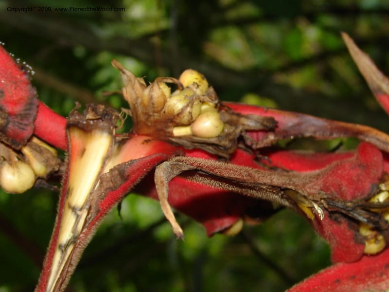 Heliconia, Croat94844--Ecuador. Prov. Carchi. El Chical-Penas Blancas. 19 Feb 05. 218.jpg