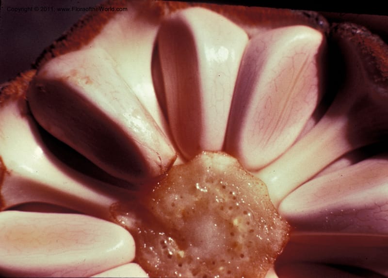 Zamia skinneri--Costa Rica. Limon. Hda. Tapezco-La Suerte. C Davidson 6904. 003.jpg