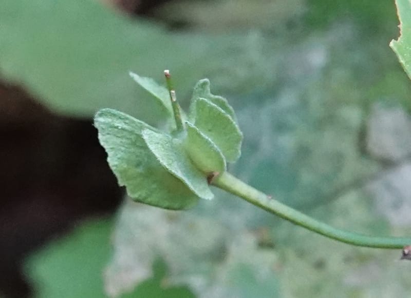 Poggea alata, C. Davidson 13956--Gabon. Arb. Sibang. 5 Nov. 2018. DSC02235 (36).JPG