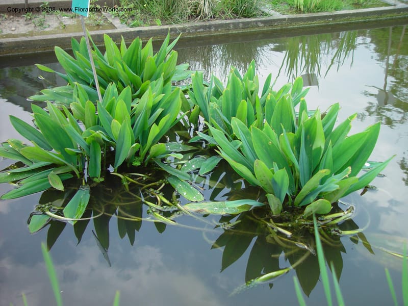 Orontium aquaticum--France. Paris. Jardin des Plantes. 30 May 03. 051.jpg