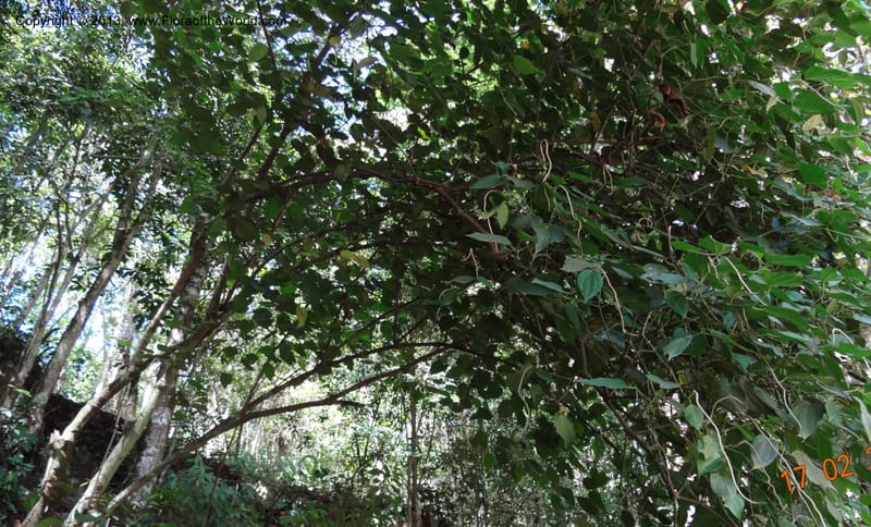 Piper sp. unk., Martinez-Melendez, M 428--Mexico, Chiapas, Palenque-Ocosingo 17 Feb 2012  3251 (3).JPG