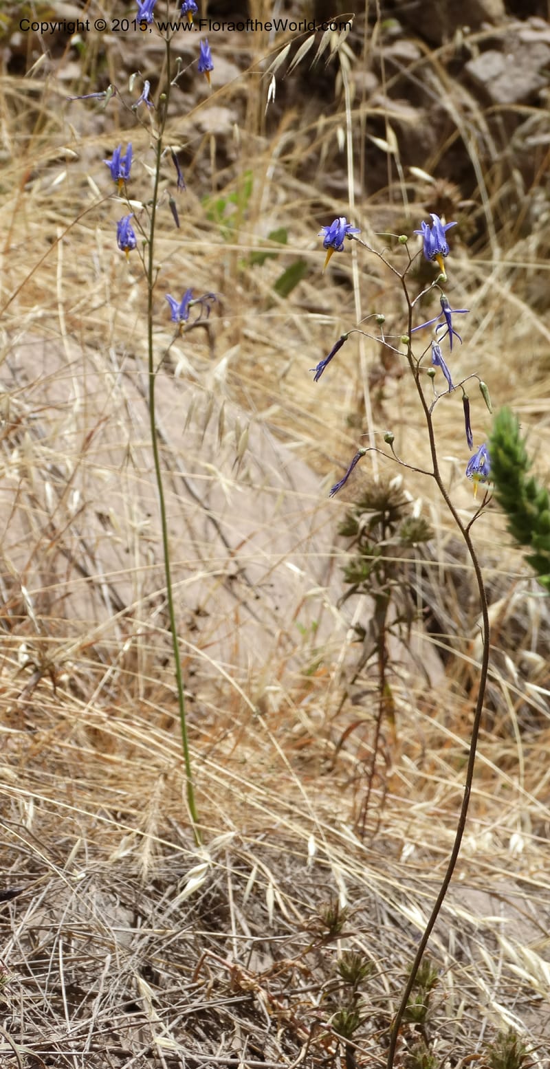 Conanthera bifolia, Davidson, C 12823--Chile. Ruta J-55 east of Talca. 27 Nov 2014. DSC08656 (27).JPG
