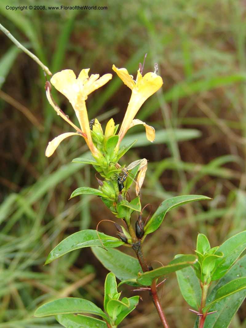 Barleria prionites, Z.Rogers912--Madag. Prv. Toliar. Rd Tolanaro-Amboasary. 20 Jan 06. 115.jpg