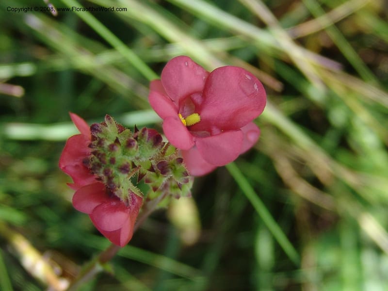 Diascia rigescens--So.Africa. E. Cape. Waringham Farm, Quanti Area, Stut. 8 Mch 05. 184.jpg