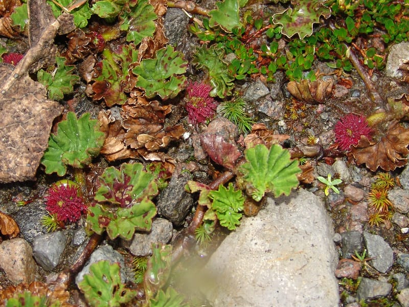 Gunnera magellanica, Croat95037--Ecuador. Prov. Carchi. Paramo El Angel. 19 Feb 05. 003a.jpg