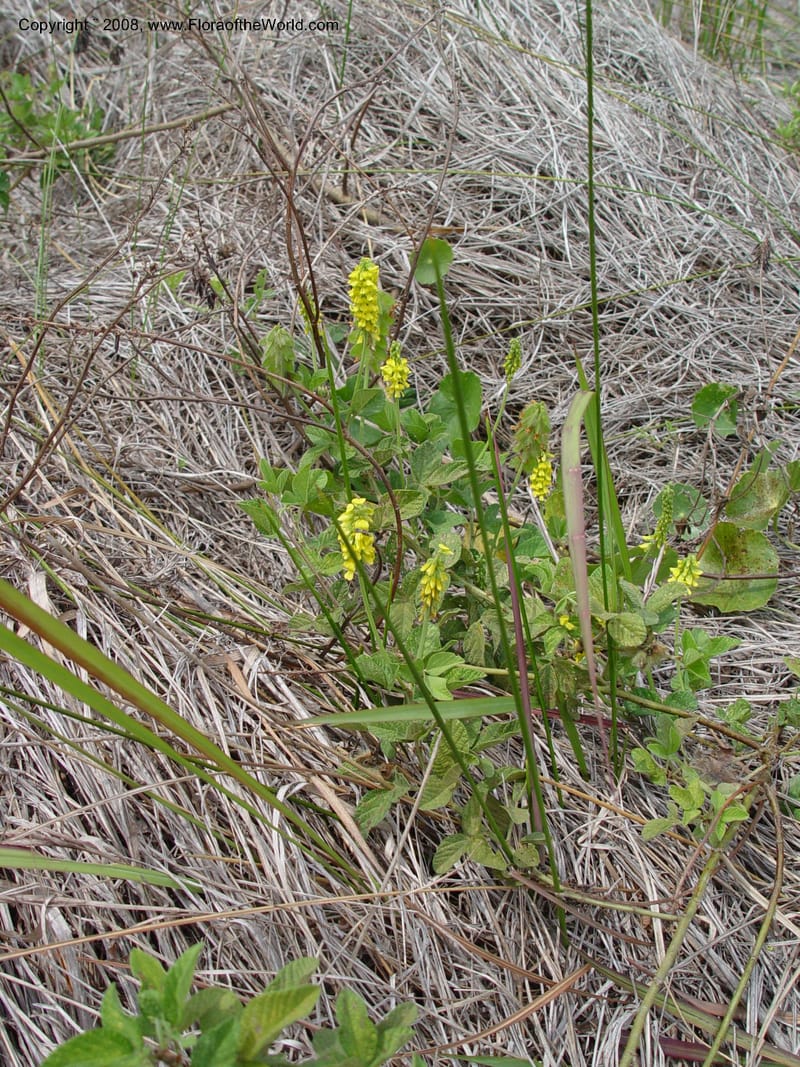 Rhynchosia--So. Africa. KwaZuluNatal. Lake Sibaya Lodge. Yellow trail. 1 Oct 03. 085.jpg