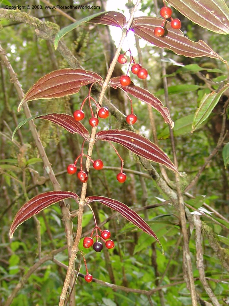 Medinilla humbertiana, RRanaivojaona1320--Madag. Prov. Fianar. Ranomafana Nat. Pk. 10 Jan 06. 246.jpg