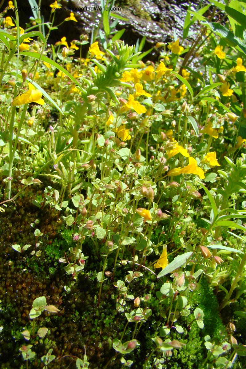 Mimulus guttatus, C. Davidson 11462--ID. Valley Co. Warm Lake. 16 June 2009. 084.jpg