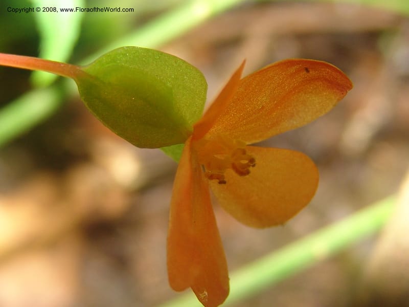 Begonia sutherlandii--So.Africa. Mpumal. Moodie Mts.  18 Mch 05. 419.jpg