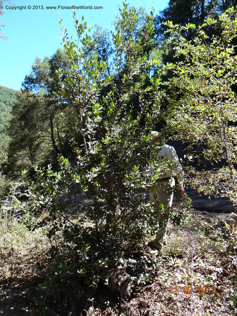 Lomatia dentata, W. D. Stevens 34157--Chile, PN Siete Tazas. 21 Feb 2013  99284 (1).JPG