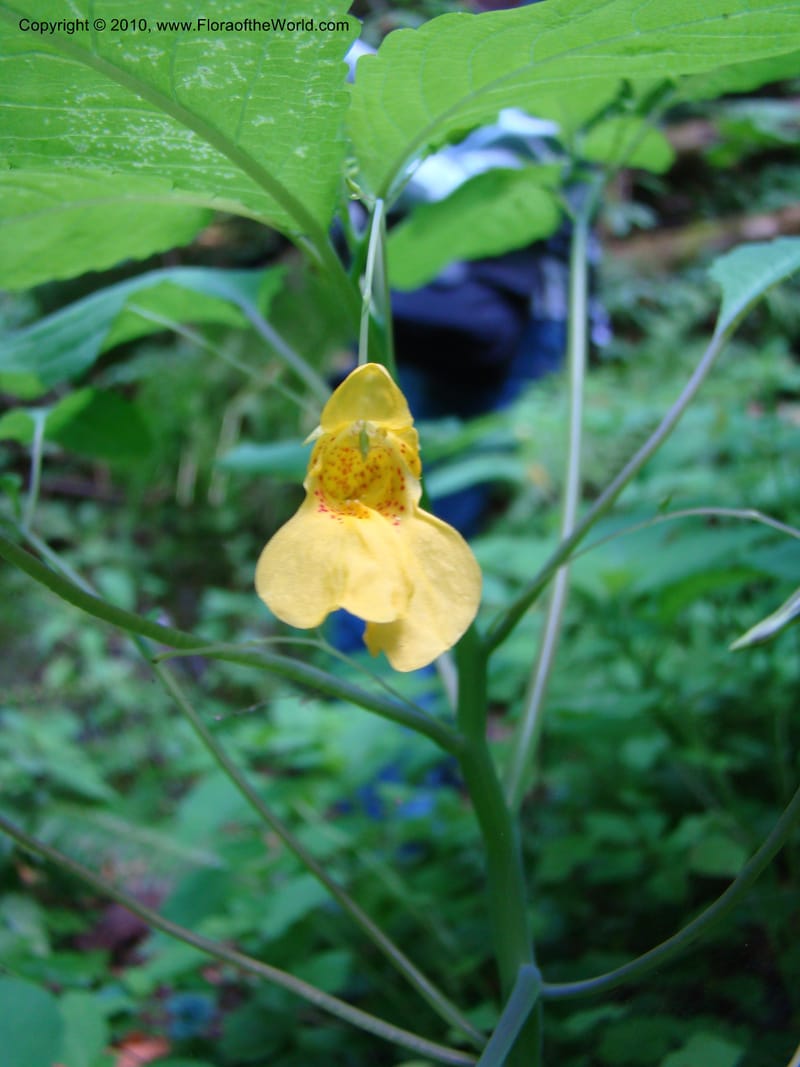 Impatiens noli-tangere--Canada. BC. Bridal Veil Falls Prov. Park. 26 Jul 08. 016.jpg