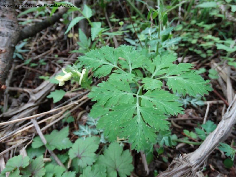 Corydalis, Not collected--China. Sichuan. ShaShiDuo. 8 May 2014. DSC04232 (145).JPG