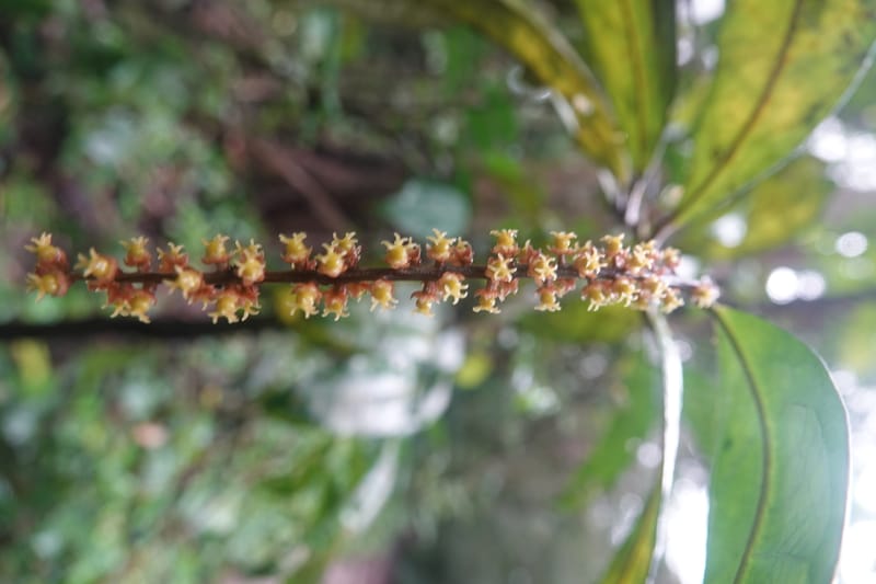 Thecacoris, C. Davidson 14074--Gabon. Raponda-Wallker. 28 Oct 2019. DSC02420 (6).JPG