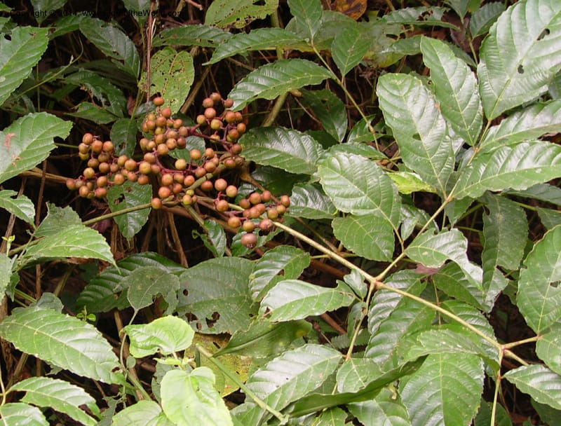 Leea guineensis--Cameroon. Mt. Cameroon. 6 Dec 03. 088a (7).jpg