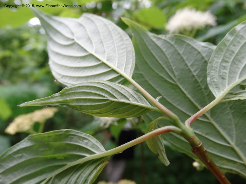 Cornus alternifolia, Davidson, C 13027--North Carolina. Graham Co. Joyce Kilmer Mem. For. 17 May 2015. DSC06075 (12).JPG
