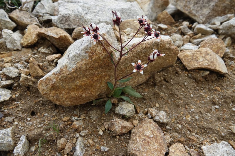 Micranthes melanocentra, C. Davidson 13795--China. Sichuan. Zhe Duo Shan. 17 Aug 2017. DSC06717 (214).JPG