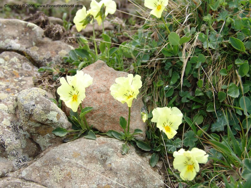 Viola oreades--Georgia. Vic. of Tskhrats'karo Pass. 7 Jun 05. 161.jpg
