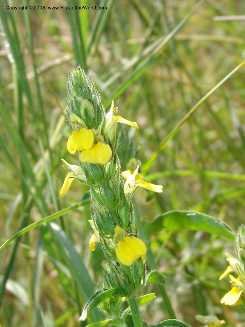 Justicia flava--So.Africa. Mpumal. S of Burgersfort. 16 Mch 05. 206.jpg
