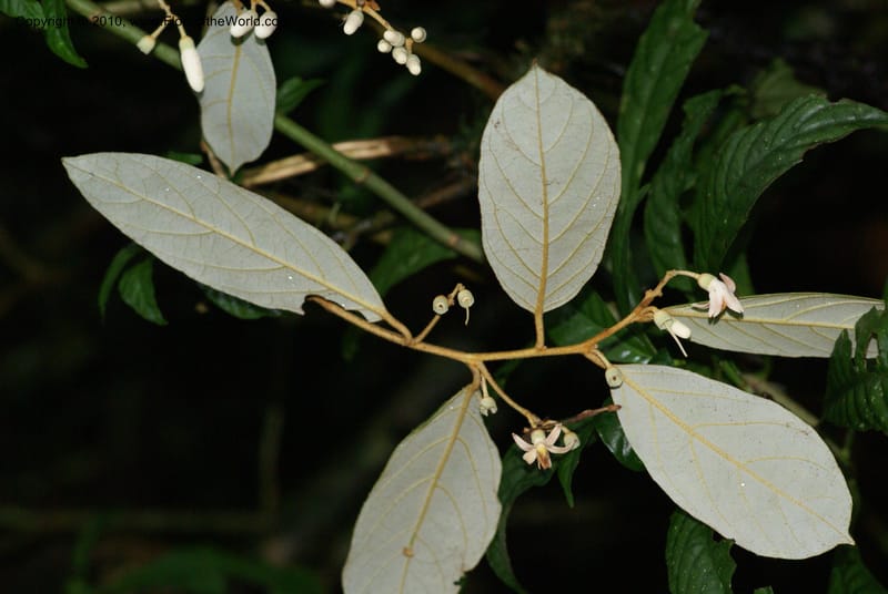 Styrax nicaraguensis,WDS#27263,Nicaragua,Matagalpa,La Selva Negra,16June2008 8167.JPG