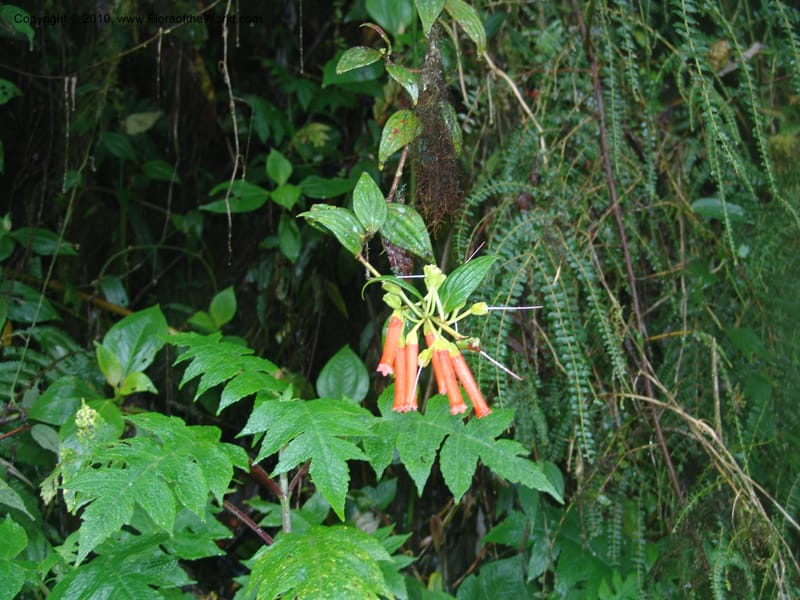 Macleania, Croat94625--Ecuador. Prov. Pichincha. Reserva Bellavista. 14 Feb 05. 273.jpg
